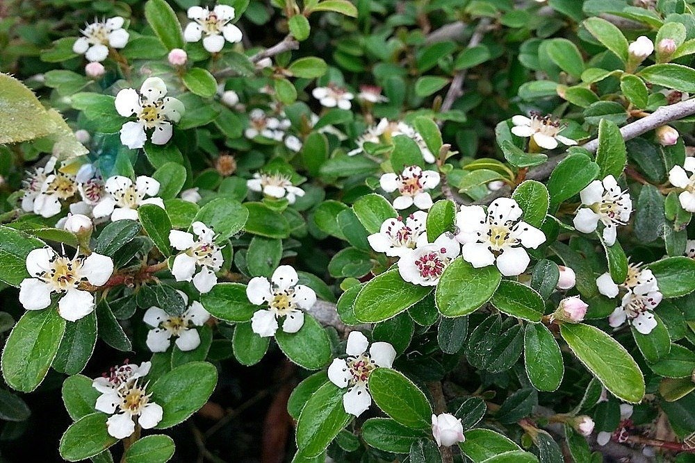 Irga rozesłana Eichholz Cotoneaster dammeri C2