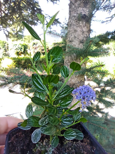 Prusznik Victoria Ceanothus P9