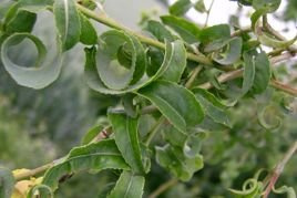Wierzba babilońska Crispa Salix babylonica P9