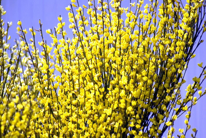 Żarnowiec Golden Sunlight Cytisus C3