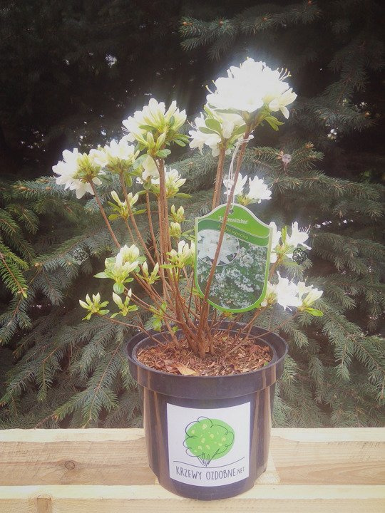 Azalia japońska Schneewitchen Rhododendron obtusum C2