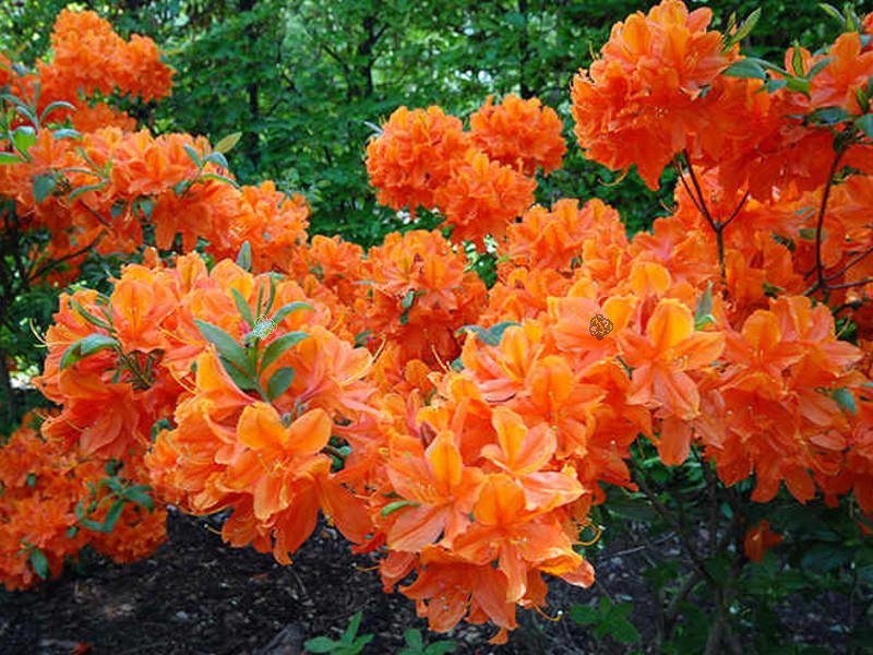Azalia wielkokwiatowa Spek's Orange Rhododendron mollis C4