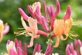Wiciokrzew Heckrotta American Beauty Lonicera heckrottii P9