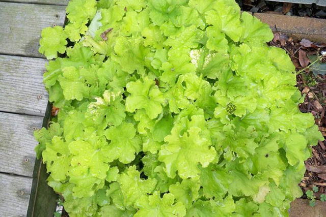 Żurawka Citronelle PBR Heuchera C1,4