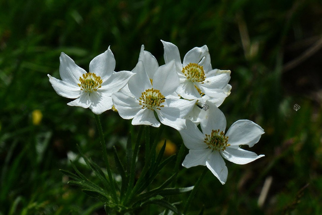 Zawilec wielkokwiatowy Anemone sylvestris P9