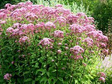 Sadziec plamisty Atropurpureum Eupatorium maculatum P13