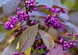 Pięknotka Bodiniera Profusion Callicarpa bodinieri C3