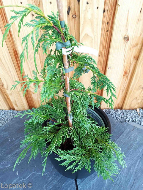 Cyprysik nutkajski Pendula Chamaecyparis nootkatensis C2