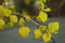Pęcherznica kalinolistna Luteus Physocarpus opulifolius C3