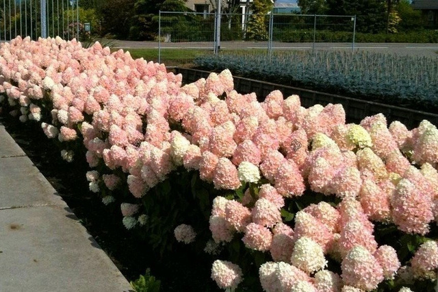 Hortensja bukietowa Magical Sweet Summer PBR Hydrangea paniculata C2