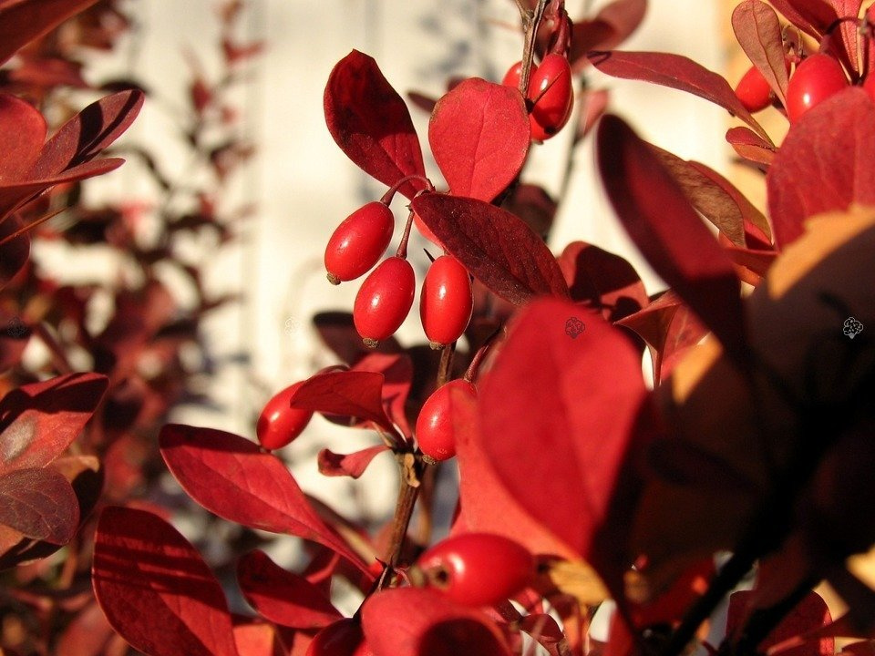 Berberys Thunberga Red Rocket Berberis thunbergii C2