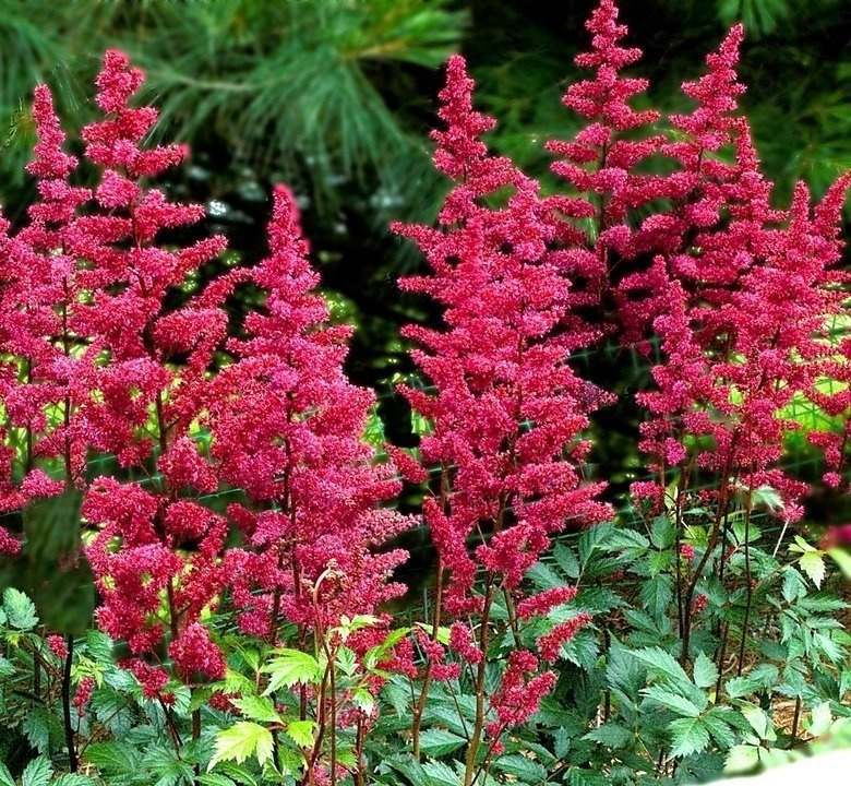 Tawułka Fanal Astilbe arendsii P9