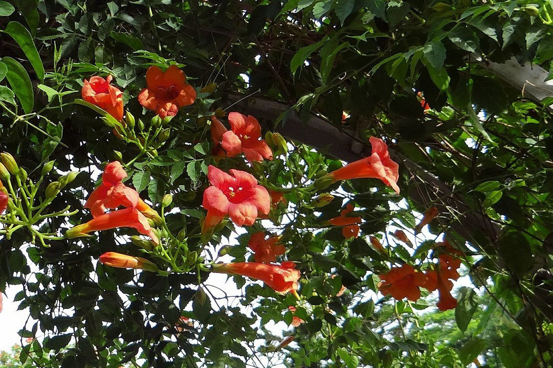 Milin amerykański Flamenco Campsis radicans C2