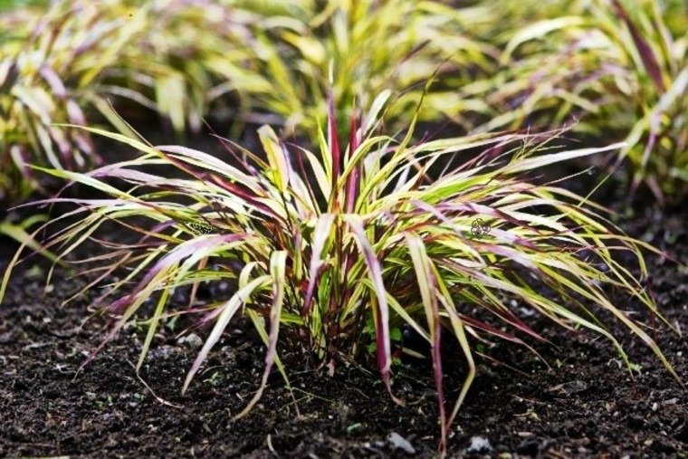 Hakonechloa smukła Naomi PBR Hakonechloa macra C3