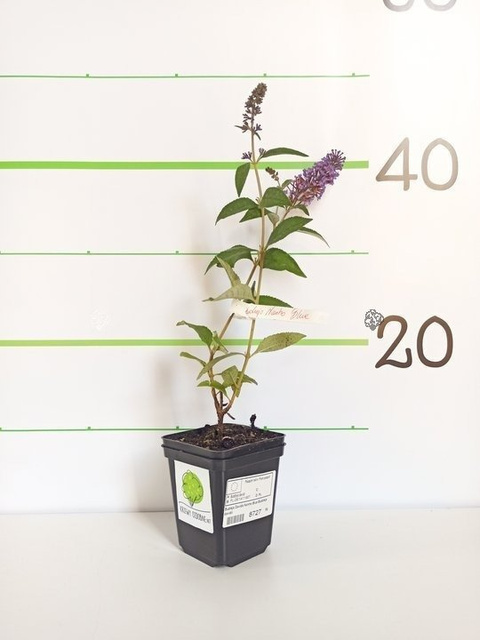 Budleja Davida Nanho Blue Buddleja davidii C2