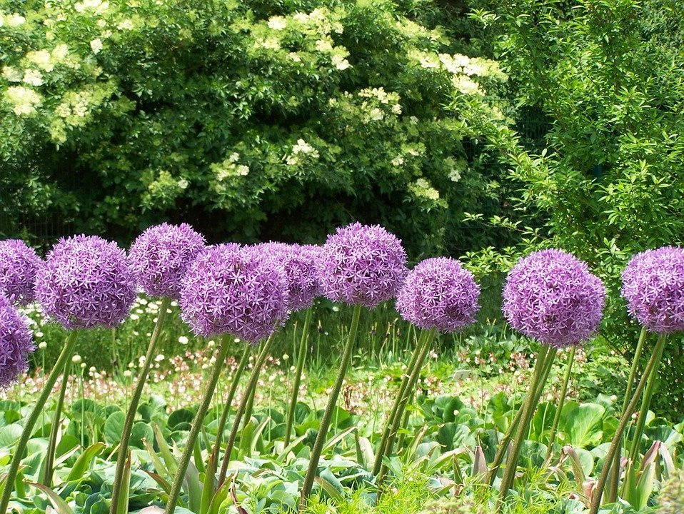 Czosnek olbrzymi Allium giganteum C2