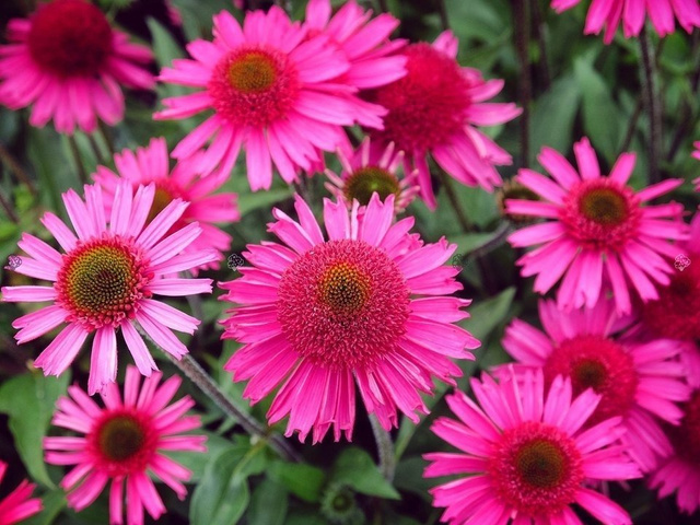 Jeżówka Delicious Candy PBR Echinacea C3