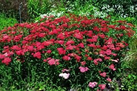 Krwawnik pospolity Paprika Achillea millefolium C3