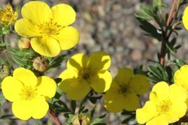 Pięciornik krzewiasty Sommerflor Potentilla fruticosa C2