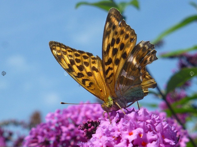 Budleja Davida Ile de France Buddleja davidii P9