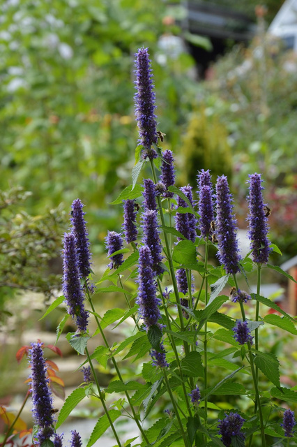 Kłosowiec Black Adder Agastache P9