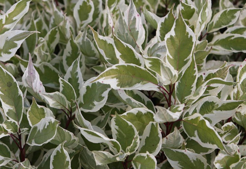 Dereń biały Ivory Halo PBR Cornus alba C3
