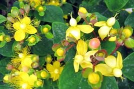 Dziurawiec bezwonny Elstead Hypericum inodorum P9