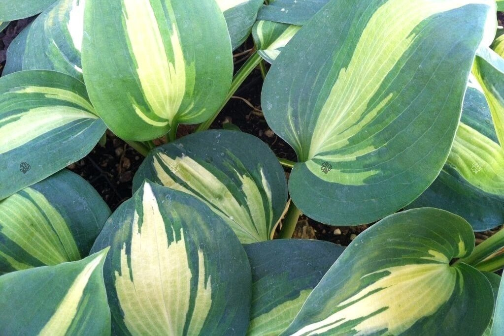 Funkia Dream Queen Hosta C2