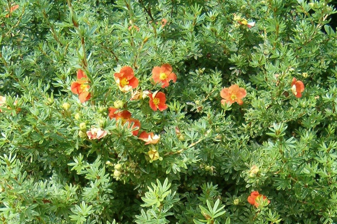 Pięciornik krzewiasty Red Ace Potentilla fruticosa P9