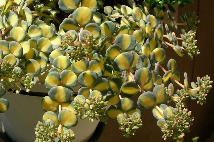 Rozchodnik Siebolda Variegatum Sedum sieboldii P9