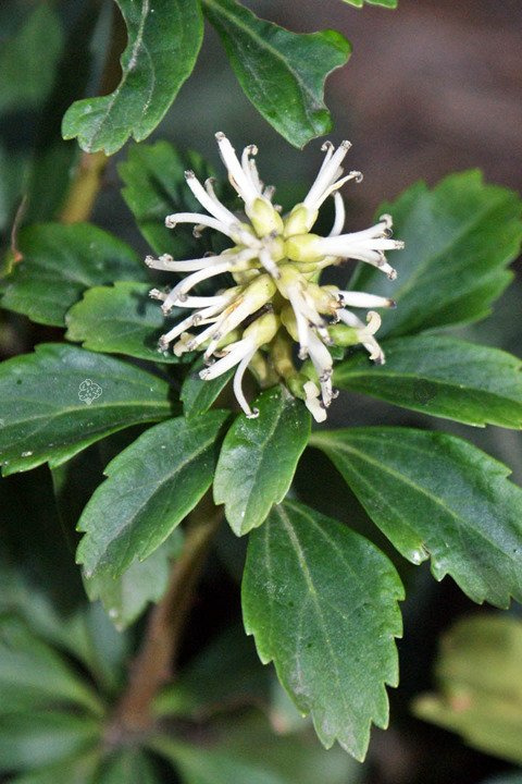 Runianka japońska Green Sheen Pachysandra terminalis P9