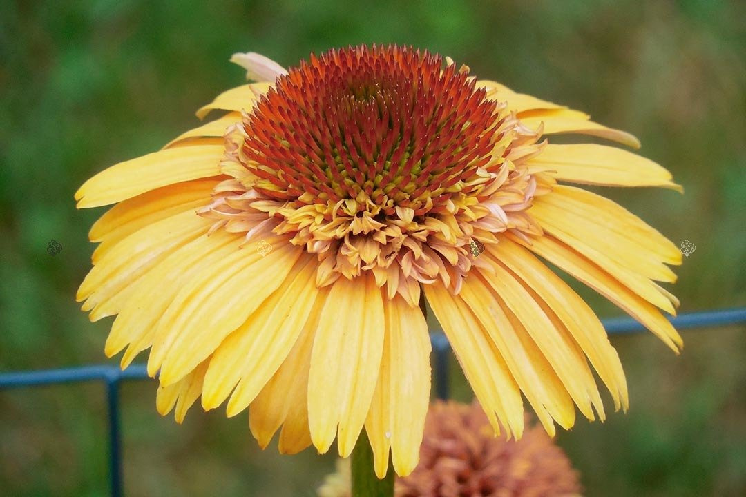 Jeżówka Dixie Sun PBR Echinacea C2