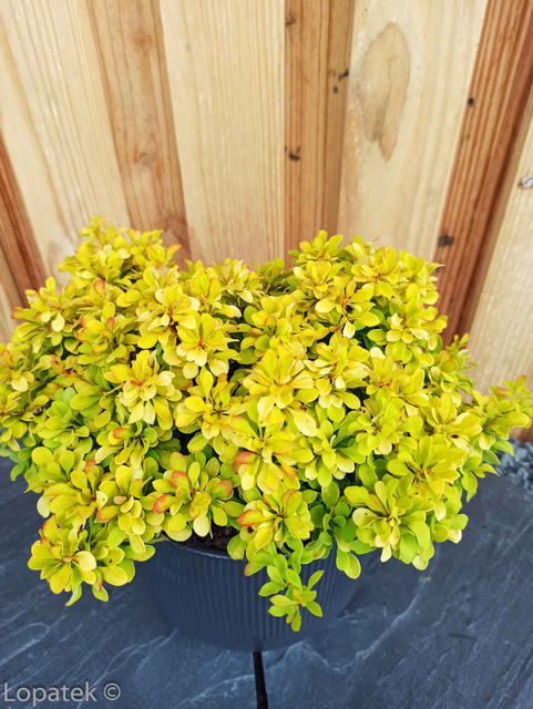 Berberys Thunberga Tiny Gold PBR Berberis thunbergii C2