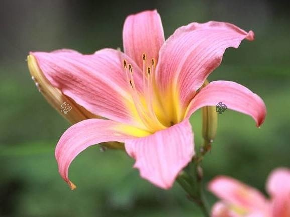 Liliowiec Pink Damask Hemerocallis C2