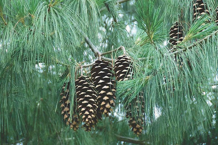 Sosna Himalajska Pinus wallichiana P9