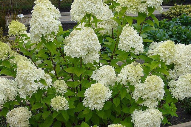 Hortensja bukietowa Bobo PBR Hydrangea paniculata C7,5