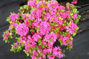 Azalia japońska Kermesina Rhododendron obtusum C2