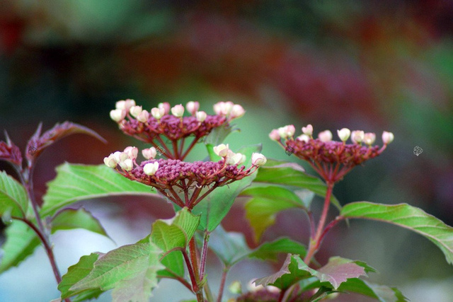 Kalina Sargenta Onondaga Viburnum sargentii P9