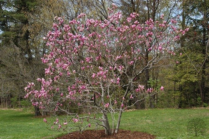 Magnolia Ricki Magnolia C2