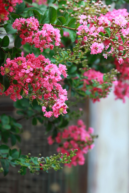 Lagerstroemia indyjska Eveline PBR Lagerstroemia indica P9