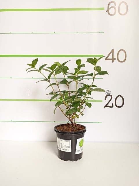 Hortensja bukietowa Vanille Fraise Renhy PBR Hydrangea paniculata