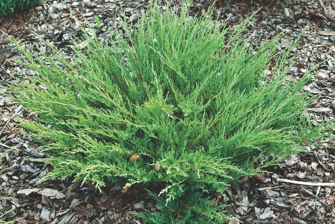 Jałowiec płożący Andorra Compact Juniperus horizontalis C2