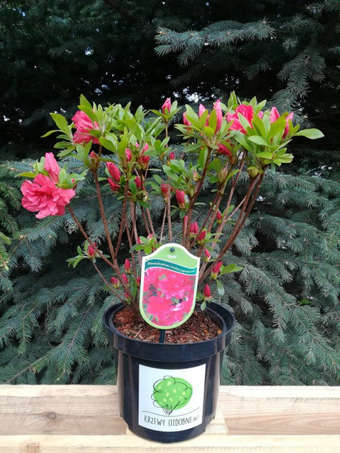 Azalia japońska Cherie Rhododendron obtusum C2