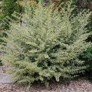 Ligustr ibota Musli PBR Ligustrum ibota C7,5