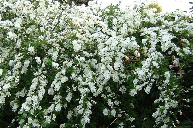 Obiela The Bride Exochorda macrantha C2