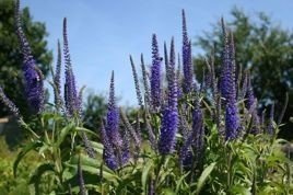 Przetacznik długolistny Blauriesin Veronica longifolia C2