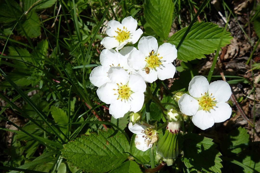 Truskawka Polka Fragaria ananassa 