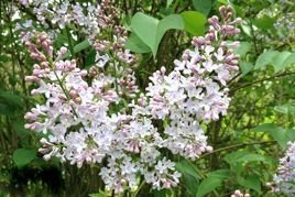 Lilak Josiki Syringa josikaea C3