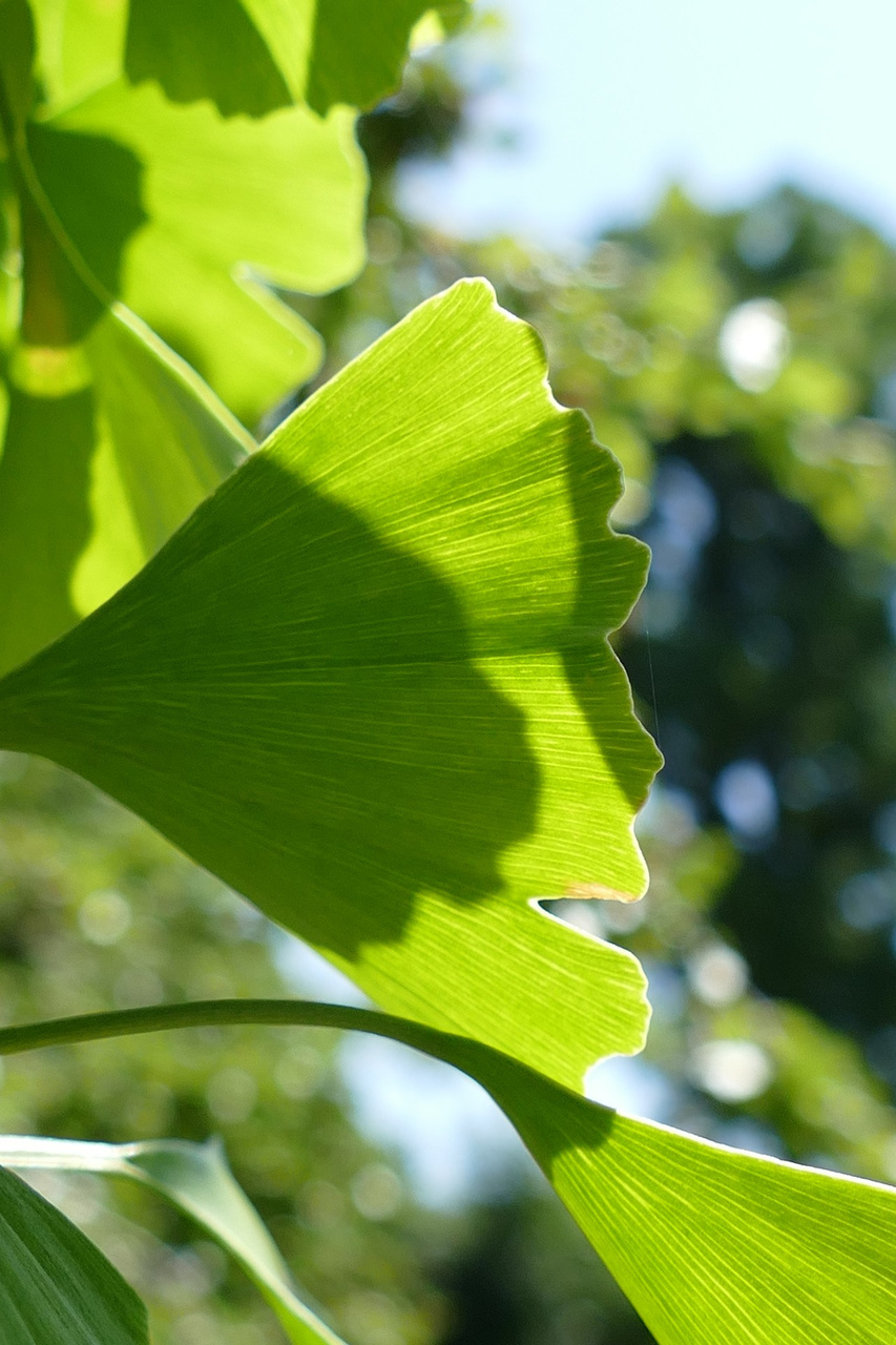 Miłorząb dwuklapowy Ginkgo biloba C5