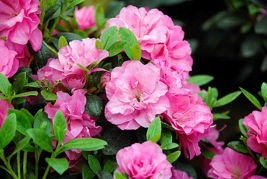 Azalia japońska Rosinetta PBR Rhododendron obtusum C2
